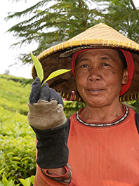 Kopi Luwak - pravá divoká cibetková káva – špecialita Indonézie zo zŕn kávy, ktoré prešli tráviacim traktom malých cibetiek Ukážky a ochutnávka najdrahšej kávy sveta