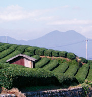 Japonsko čajová keramika a čporcelán, zelený čaj
