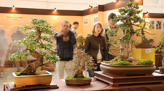 V roku 2009 sa konal 12. ročník medzinárodnej výstavy bonsajov, suiseki a čaju BONSAI SLOVAKIA 2009. Prinášame Vám zopár obrázkov pre inšpiráciu.