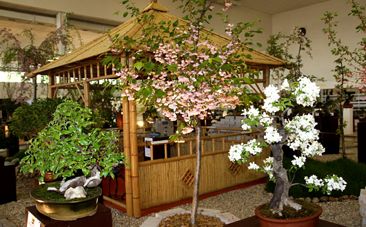 V roku 2009 sa konal 12. ročník medzinárodnej výstavy bonsajov, suiseki a čaju BONSAI SLOVAKIA 2009. Prinášame Vám zopár obrázkov pre inšpiráciu.