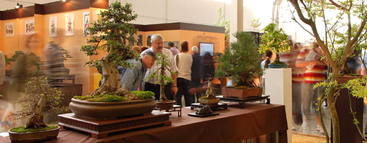 Bonsai Slovakia 2012