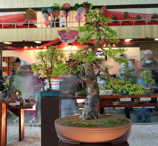 Bonsai Slovakia 2012