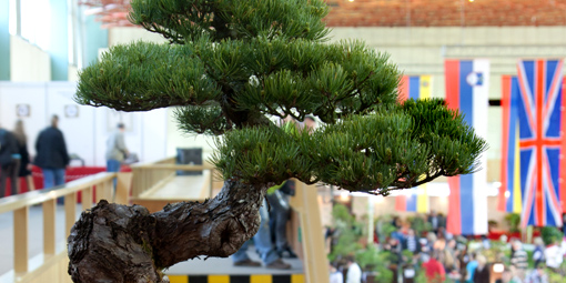 BONSAI SLOVAKI A 2012