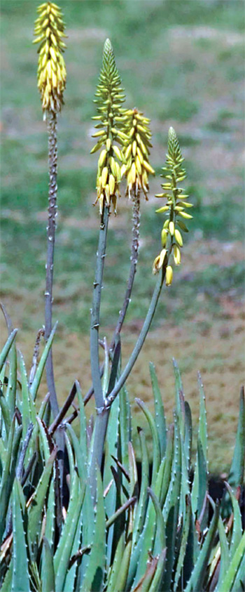 aloe vera