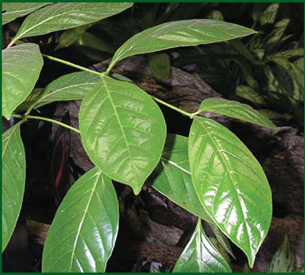 VILCACORA - UŇA DE GATO - Prírodný liek z pralesov Amazónie