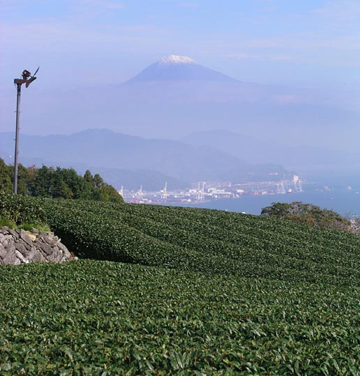 Japan Tea