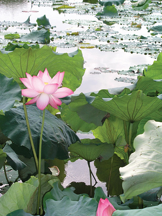 Vzduch sa chvel v skorom ráne a kvapôčky rosy sadali na veľké listy lotosov. Nádherné Západné jazero Si-chu, ku ktorému sa chodili Číňania po stáročia rekreovať i zomierať, je povestné krásou veľkých kvetov lotosov, ktoré sa dvíhajú nad hladinu jeho strieborných vôd miestami až do výšky dvoch metrov. Jemné, éterické kvety, akoby zhmotnené z vodnej pary otvárali svoje kalichy oproti vychádzajúcemu slnku. Lákali nás, aby sme tak, ako čajoví majstri dávnych vekov, pozbierali kvapky rosy z kvetov do malej kanvičky a z tejto nebeskej rosy pripravili čaj hodný cisára.