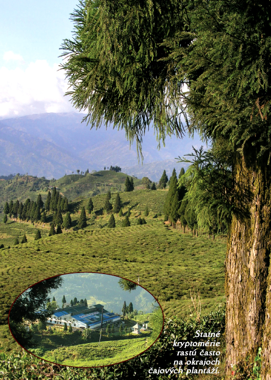 Nepal Tea - nepálsky čaj