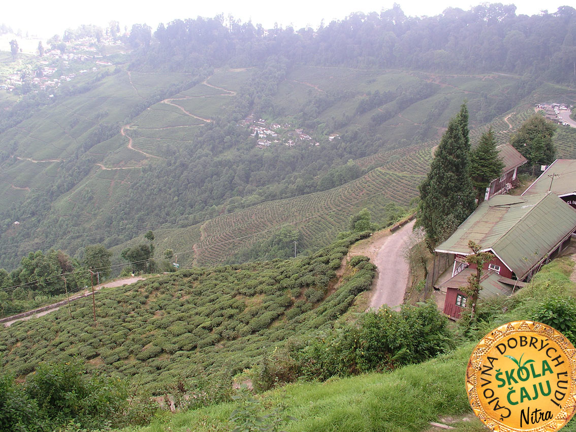 ČAJ - DARJEELING TEA