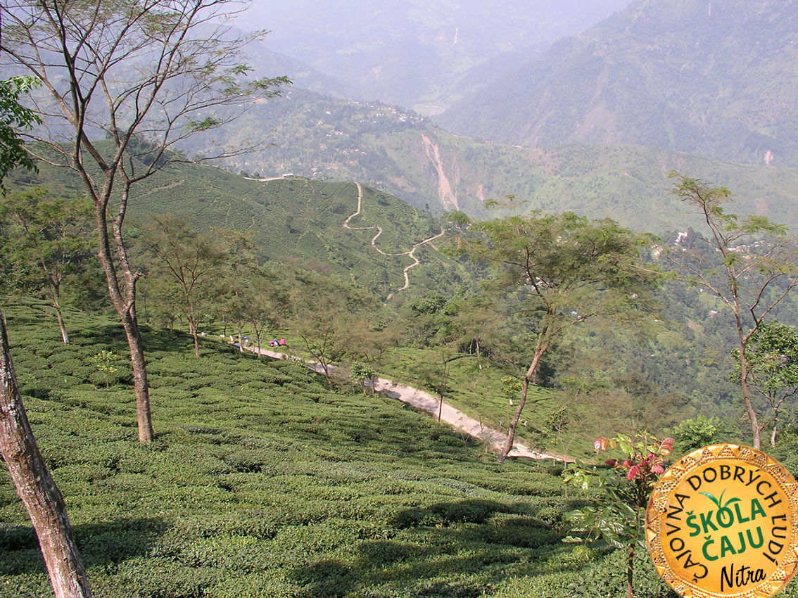 ČAJ - DARJEELING TEA