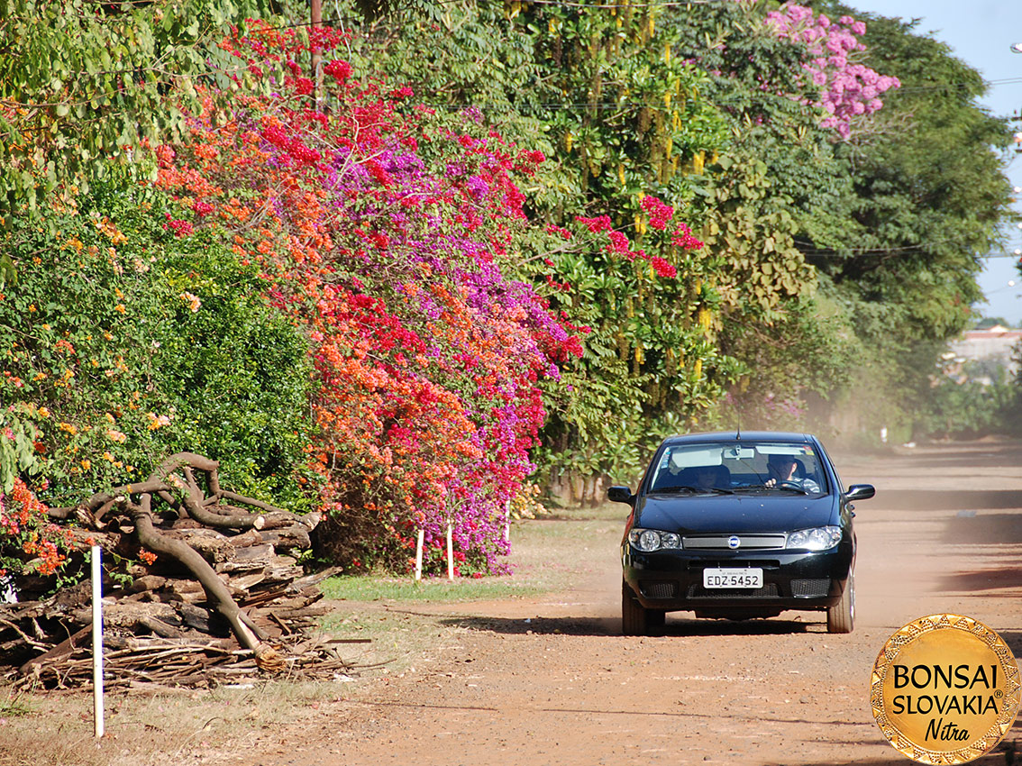 BRAZÍLIA - RIBEIRAO PRETO