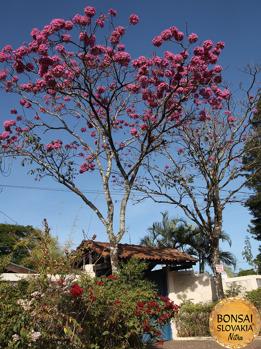 BRAZÍLIA - RIBEIRAO PRETO