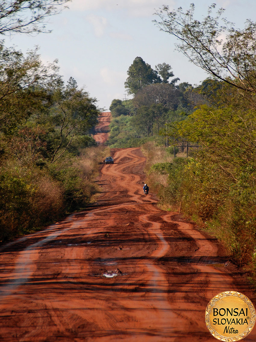 BRAZÍLIA - RIBEIRAO PRETO