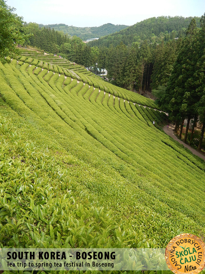 Boseong - slávnosti čaju