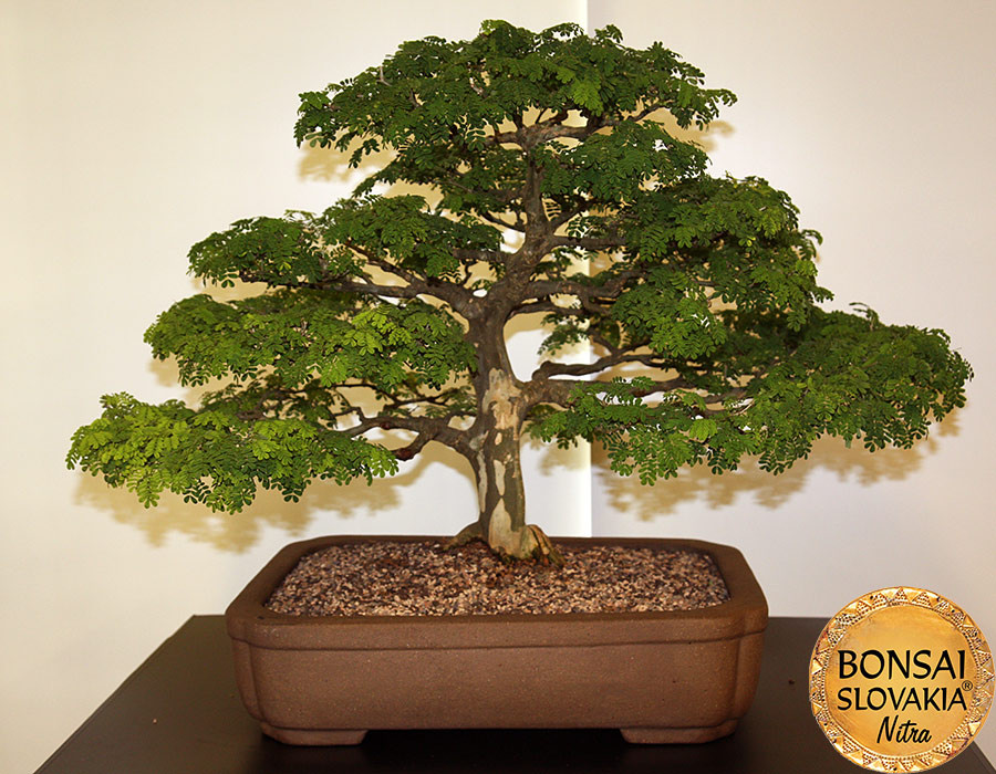 World Bonsai Convention Puerto Rico