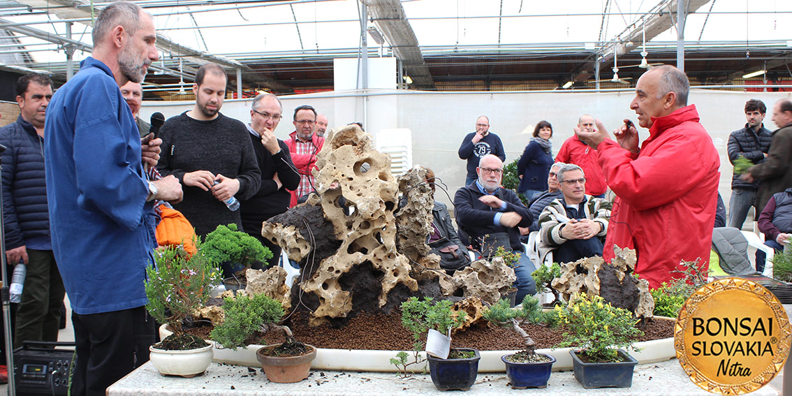 ŠPANIELSKO: MISTRAL BONSAI