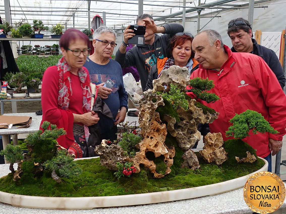 ŠPANIELSKO: MISTRAL BONSAI