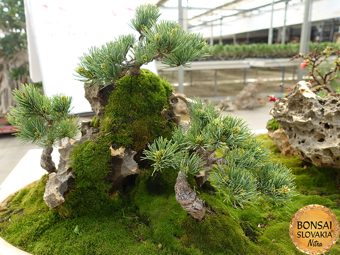 ŠPANIELSKO: MISTRAL BONSAI