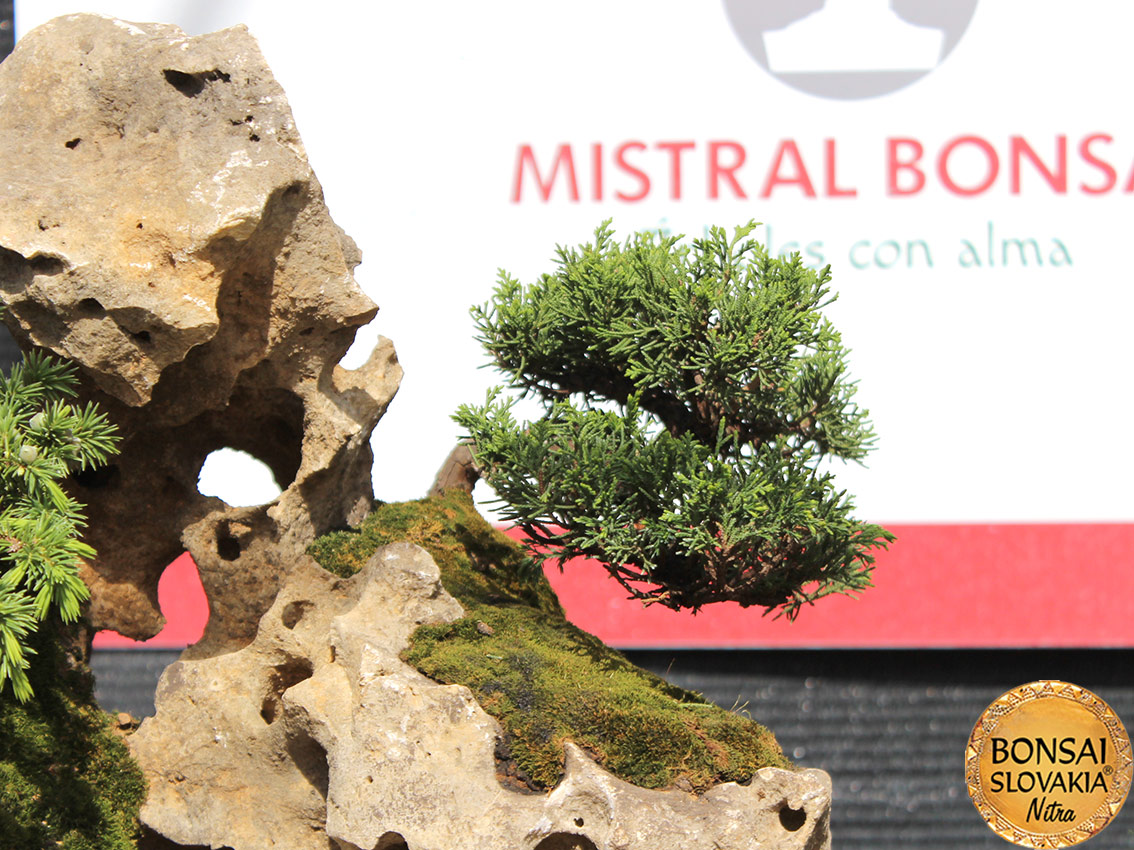 ŠPANIELSKO: MISTRAL BONSAI