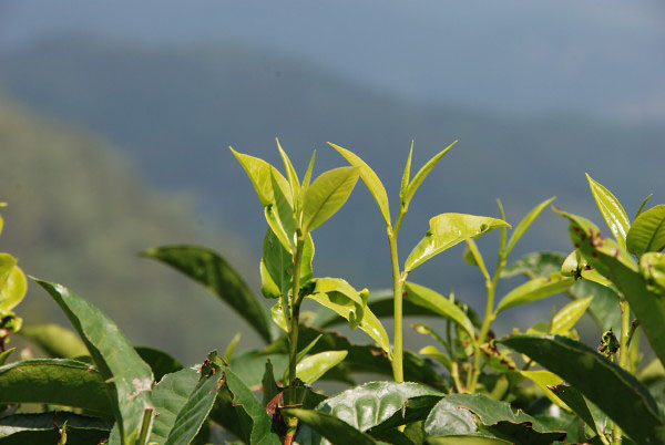 Yuchih centrum pestovania čierneho čaju na Taiwane