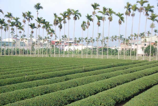 Typické čajové plantáže v nížinách Taiwanu