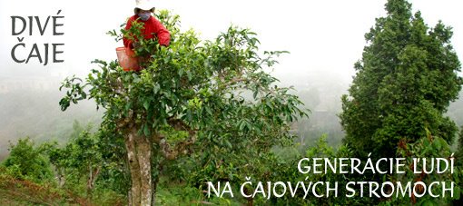 Čaje na severe Vietnamu