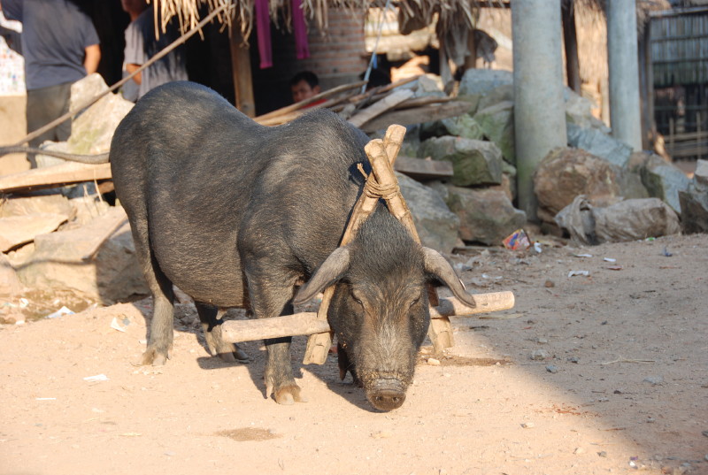 XISHUANGBANNA