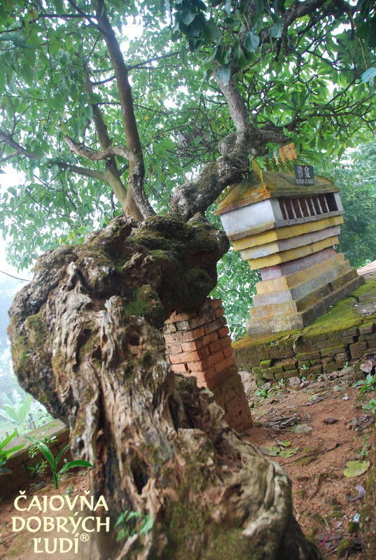 XISHUANGBANNA - KRÁĽA ČAJU - CHA SHU WANG