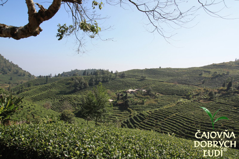 XISHUANGBANNA - KRÁĽA ČAJU - CHA SHU WANG