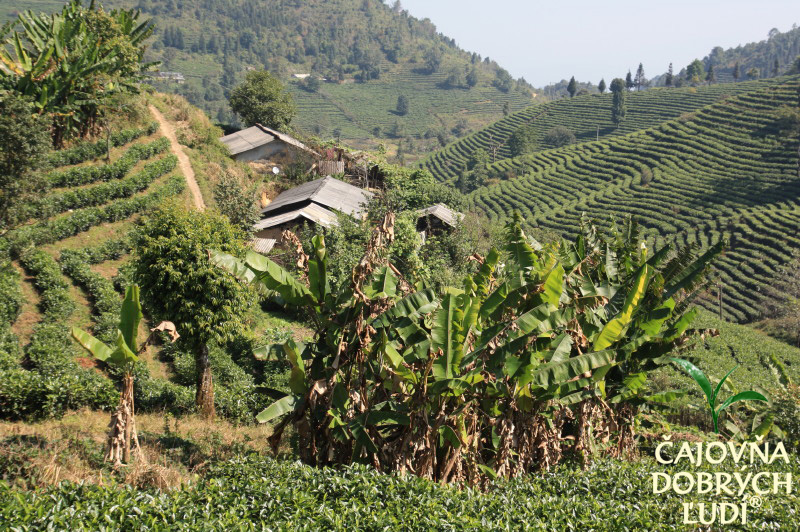 XISHUANGBANNA - KRÁĽA ČAJU - CHA SHU WANG