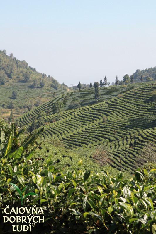 XISHUANGBANNA - KRÁĽA ČAJU - CHA SHU WANG