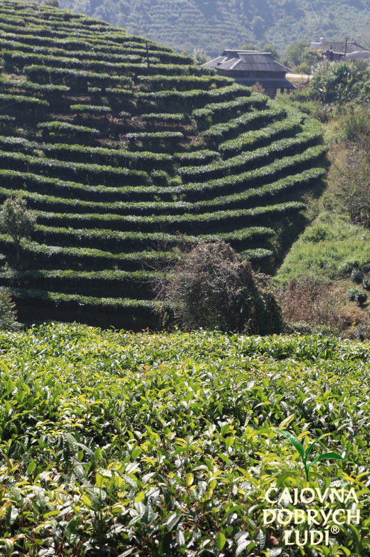 XISHUANGBANNA - KRÁĽA ČAJU - CHA SHU WANG