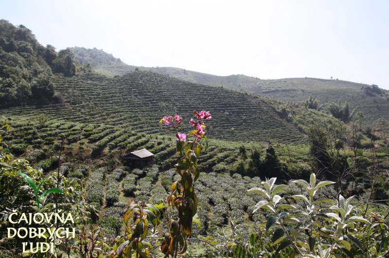 XISHUANGBANNA - KRÁĽA ČAJU - CHA SHU WANG