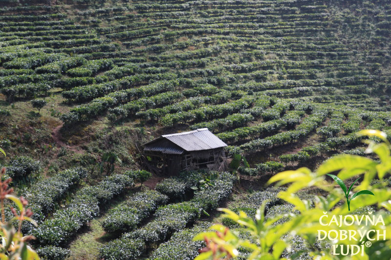 XISHUANGBANNA - KRÁĽA ČAJU - CHA SHU WANG