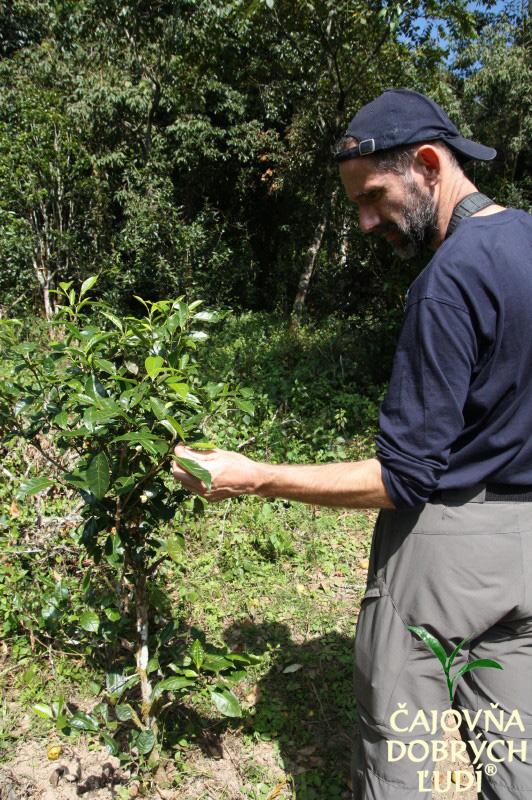 XISHUANGBANNA - KRÁĽA ČAJU - CHA SHU WANG