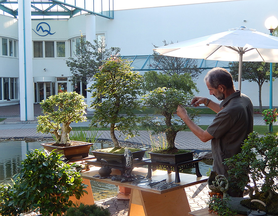 Markíza Teleráno Bonsai