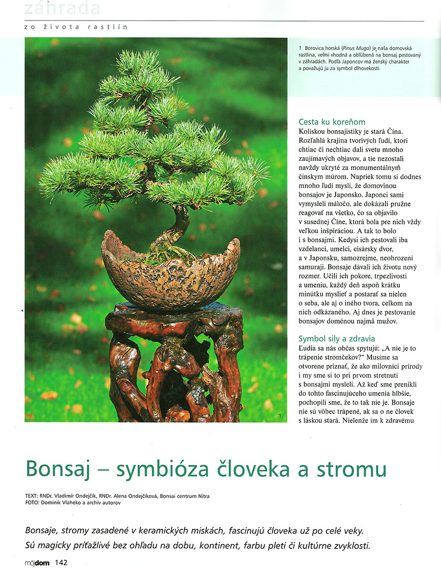 MOJ DOM: Bonsaj - symbióza človeka a stromu