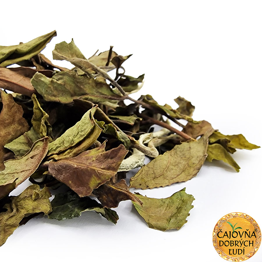 PAI-MU-TAN BELISSIMA 白牡丹 - BIELA PIVONKA