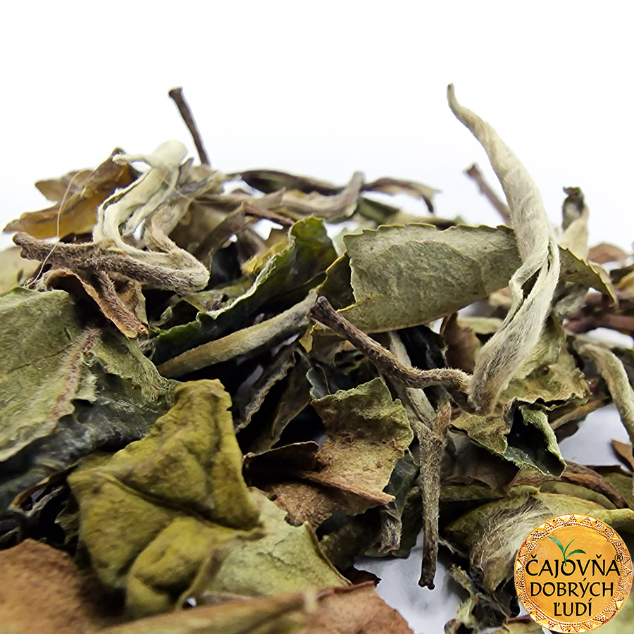 PAI-MU-TAN BELISSIMA 白牡丹 - BIELA PIVONKA