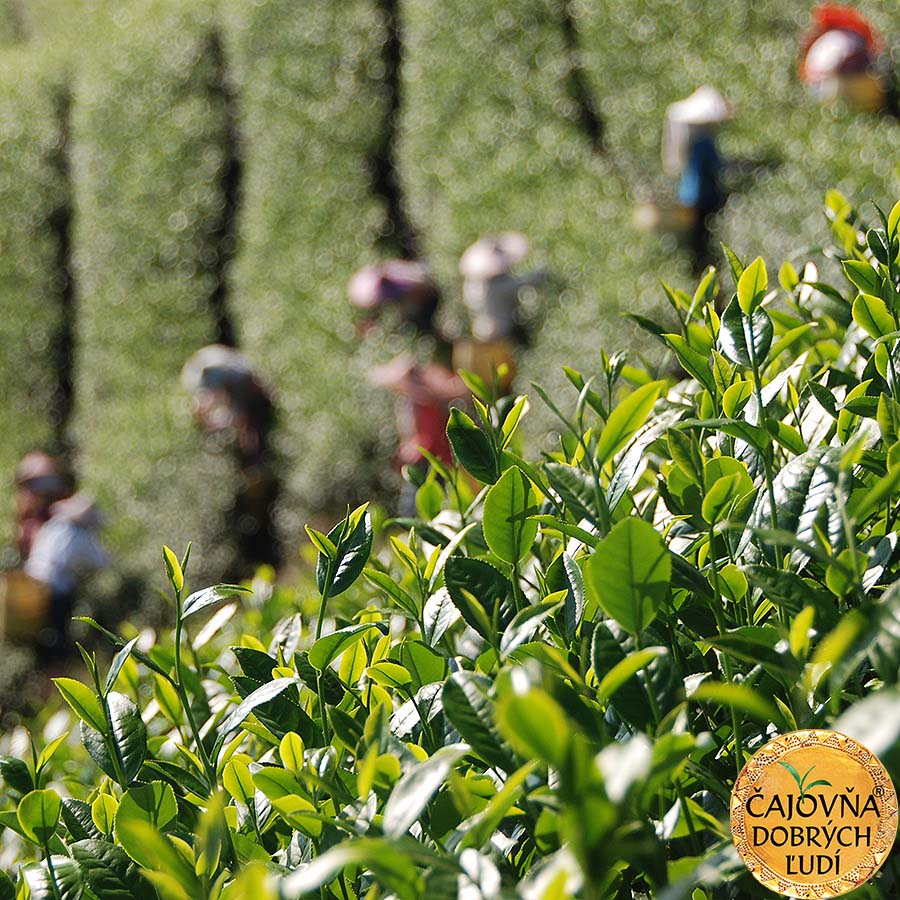 ALISHAN GRAND OOLONG
