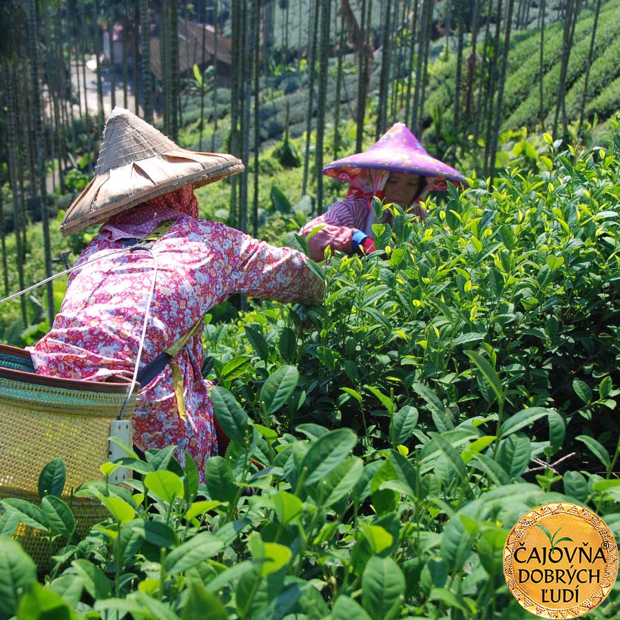 ALISHAN GRAND OOLONG