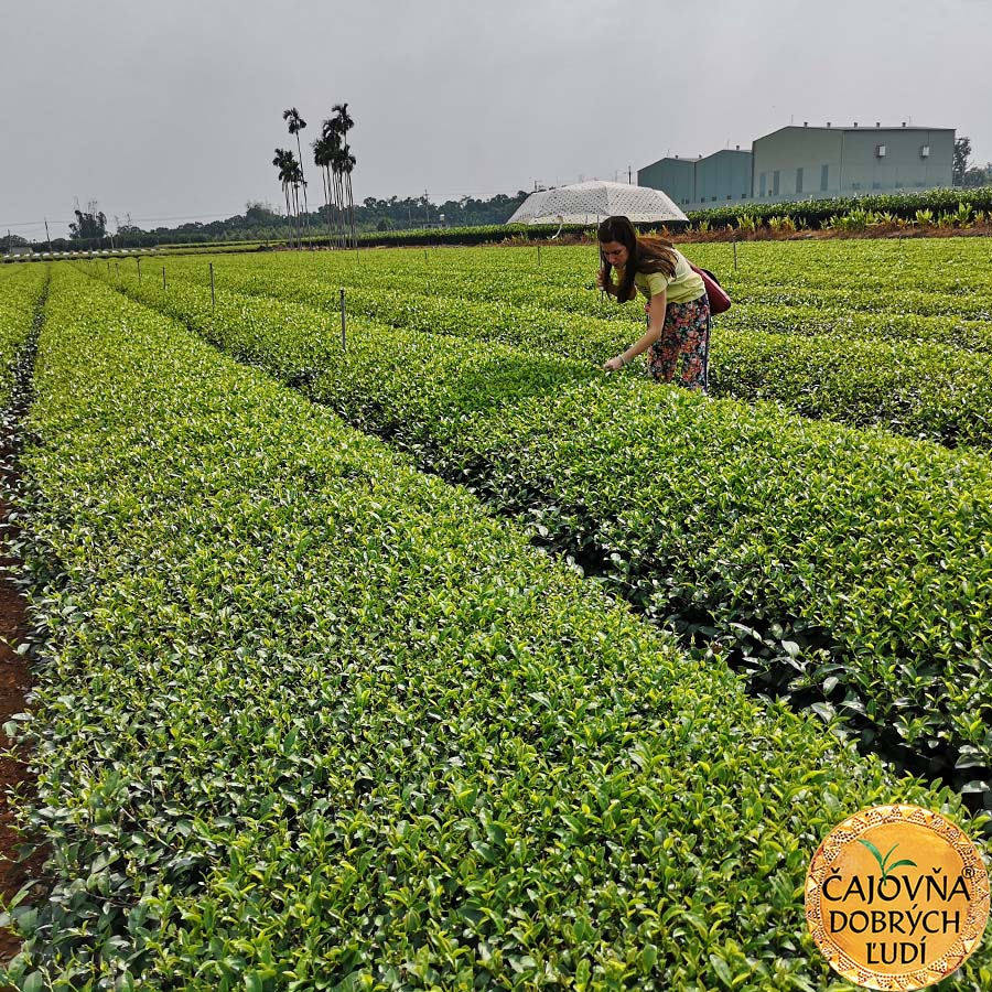 NEFRITOVÝ OOLONG