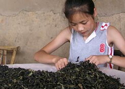 Cesta za čajom - Čína