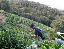 Old Dragon Well - Long jing, Čína