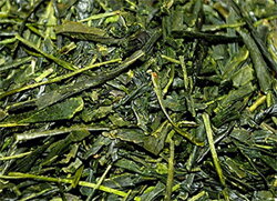 sencha 