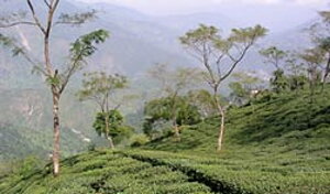 Darjeeling Tea