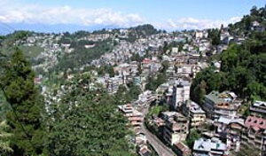 Darjeeling Tea
