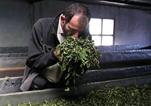 Čajová fabrika vo Fikkale nám bola po niekoľko dní a nocí druhým domovom. Mali sme možnosť spriateliť sa s menežermi a kontroórmi kvality a vniknúť tak priamo do výrobného procesu spracovania čaju. 