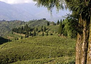 Nepálske čajové plantáže sú priestranné a malebné. Toto je krásny Kanyam.