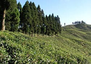 Na nepálskych čajových plantážach rastú pod vrcholkami Himalájí mladé čajové kríčky plné sily a vôní. 